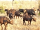 buffalo-herd-kruger