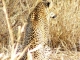 elusive-leopard-kruger