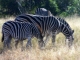 grazing-zebras