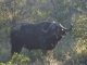 old-bull-buffalo