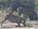 warthog-family