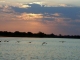 zambezi-sunset