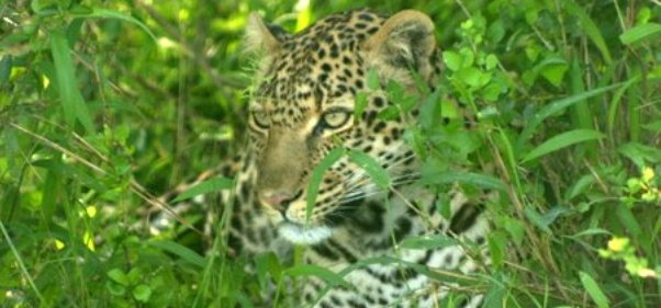 close-up-leopard